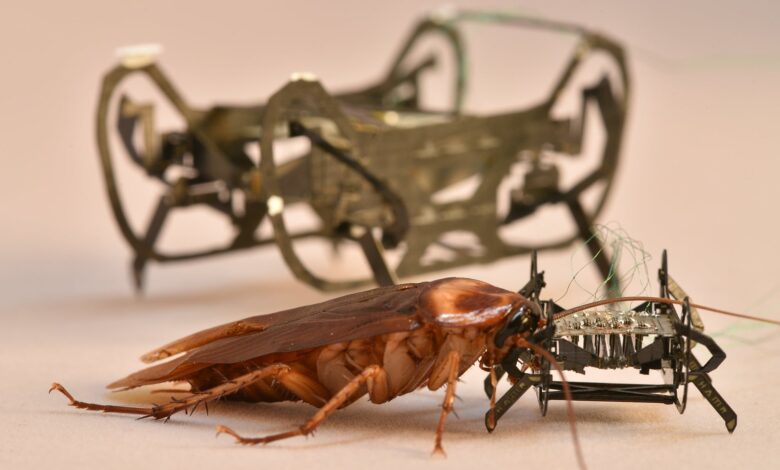 Why animals run faster than their robot doppelgängers… for now Why animals run faster than their robot doppelgängers… for now