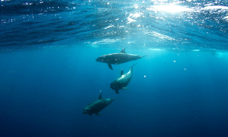 Invisible underwater robots – Advanced Science News Invisible underwater robots – Advanced Science News