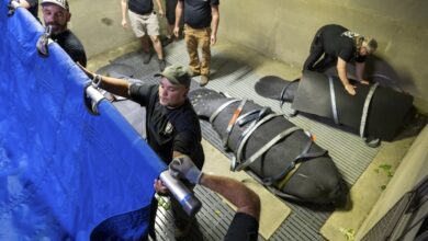 What it takes to save a manatee: planes, cranes and automobiles