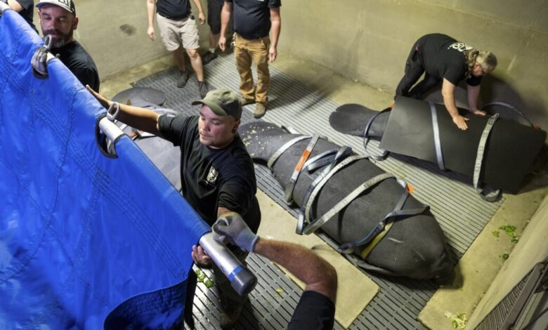What it takes to save a manatee: planes, cranes and automobiles What it takes to save a manatee: planes, cranes and automobiles