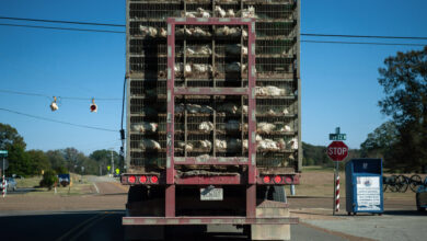 Farm Animals Are Hauled All Over the Country. So Are Their Pathogens.