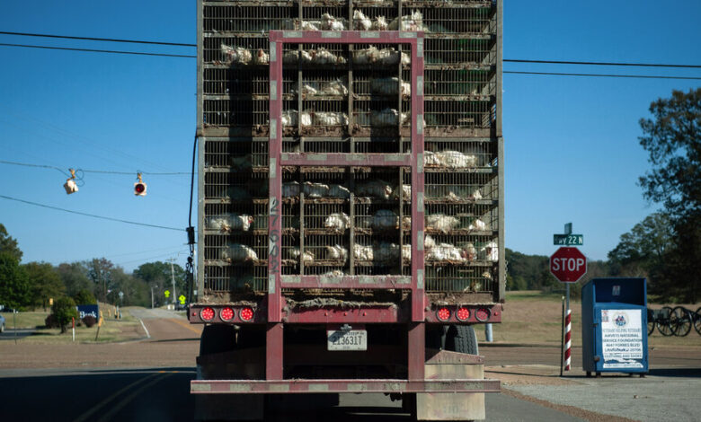Farm Animals Are Hauled All Over the Country. So Are Their Pathogens. Farm Animals Are Hauled All Over the Country. So Are Their Pathogens.