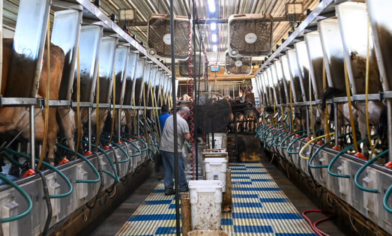 Pasteurized Dairy Foods Free of Live Bird Flu, Federal Tests Confirm Pasteurized Dairy Foods Free of Live Bird Flu, Federal Tests Confirm
