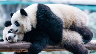 Giant Pandas Are Returning to San Diego, China Announces