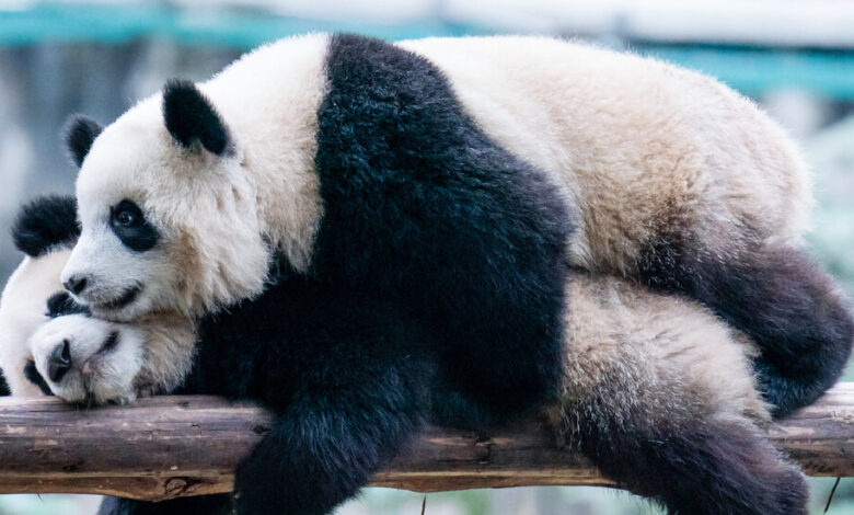 Giant Pandas Are Returning to San Diego, China Announces Giant Pandas Are Returning to San Diego, China Announces