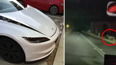 Tesla driver’s 0 ‘run in’ with kangaroo highlights costly feature of popular EV