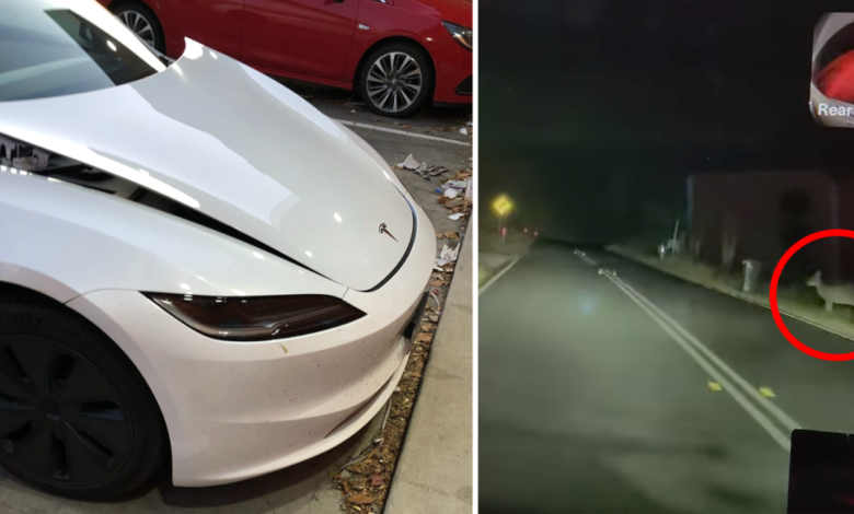 Tesla driver’s 0 ‘run in’ with kangaroo highlights costly feature of popular EV Tesla driver’s 0 ‘run in’ with kangaroo highlights costly feature of popular EV