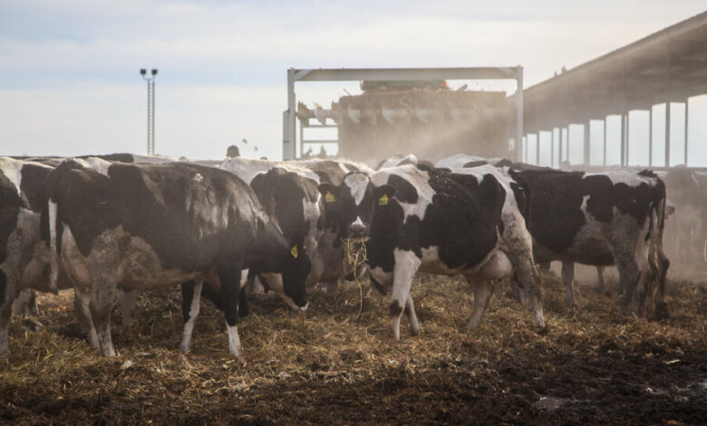 Biden Administration to Pay Dairy Farmers for Bird Flu Protective Measures Biden Administration to Pay Dairy Farmers for Bird Flu Protective Measures