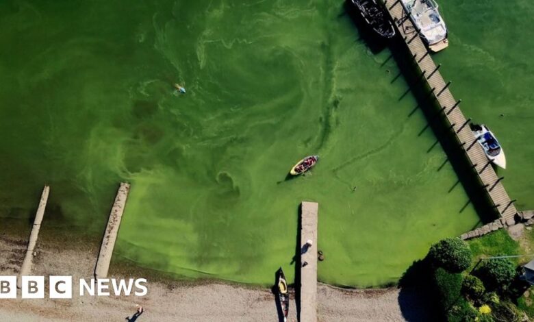 Tourist influx turns Lake Windermere green, researchers say Tourist influx turns Lake Windermere green, researchers say