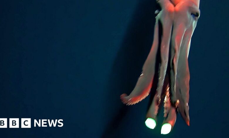 Pacific squid flashes its huge attack ‘headlights’ Pacific squid flashes its huge attack ‘headlights’