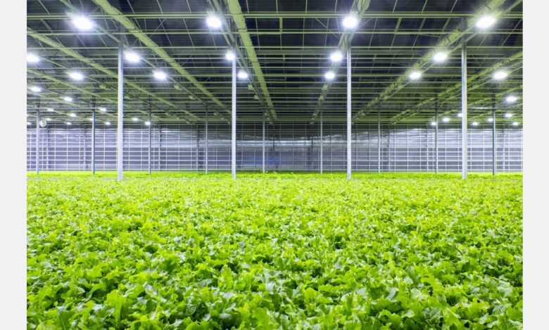 Using robotic cameras for greenhouse plant monitoing Using robotic cameras for greenhouse plant monitoing