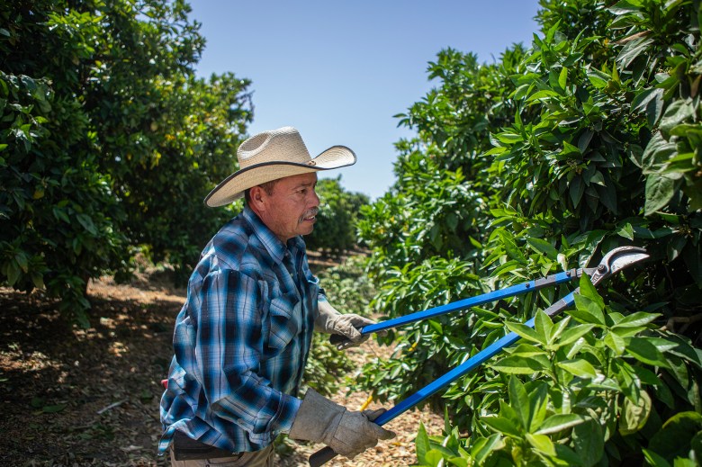 Jose Palma trims trees in a citrus orchard outside Porterville on May 2, 2024. CalVans is a nonprofit that provides safe vans for farm worker transportation. Photo by Larry Valenzuela, CalMatters/CatchLight Local