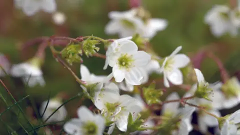 BBC/Gwyndaf Hughes Plant flowers