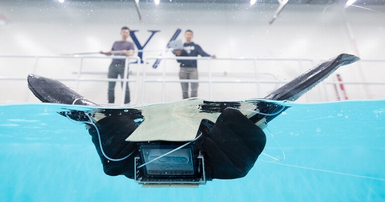 In ‘Tech Tank,’ a new home for testing amphibious robots, other innovations In ‘Tech Tank,’ a new home for testing amphibious robots, other innovations