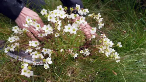 BBC/Gwyndaf Hughes A plant with white flowers planted in soil