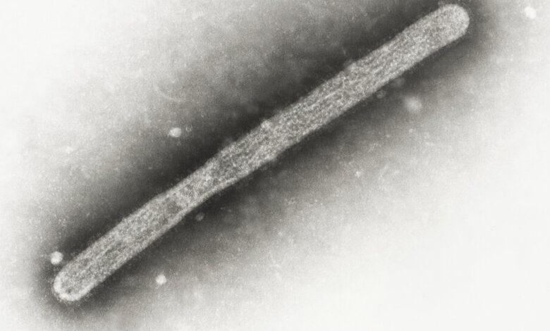 A Second Dairy Worker Has Contracted Bird Flu, C.D.C. Reports A Second Dairy Worker Has Contracted Bird Flu, C.D.C. Reports