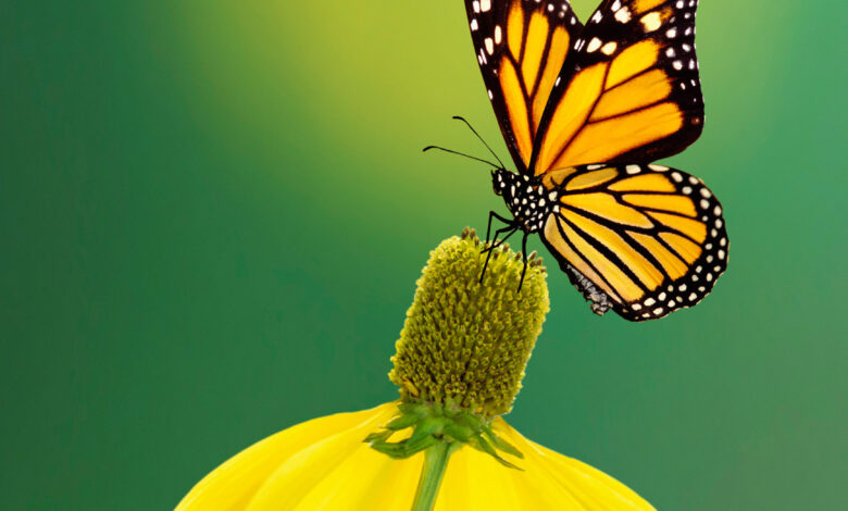 Trusted and Agile Business Processes Enable Transformation Trusted and Agile Business Processes Enable Transformation