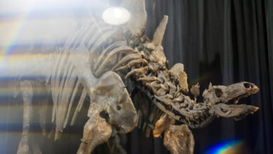 Apex, the Largest Stegosaurus Fossil Ever Found, Heads to Auction