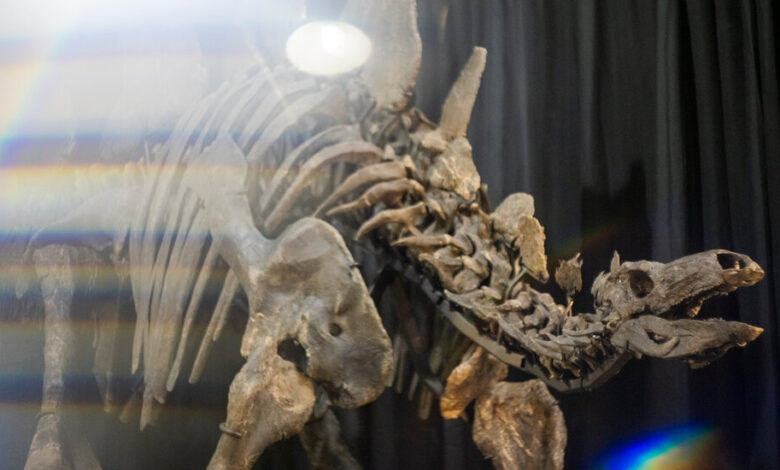 Apex, the Largest Stegosaurus Fossil Ever Found, Heads to Auction Apex, the Largest Stegosaurus Fossil Ever Found, Heads to Auction