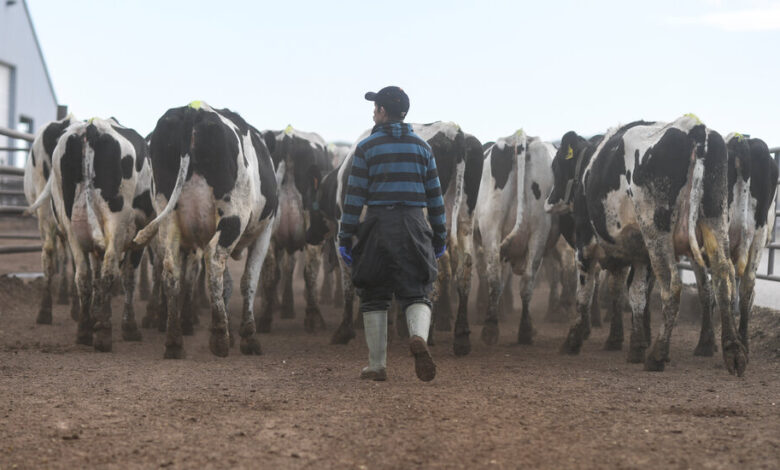 Bird Flu Has Infected a Third U.S. Farmworker Bird Flu Has Infected a Third U.S. Farmworker