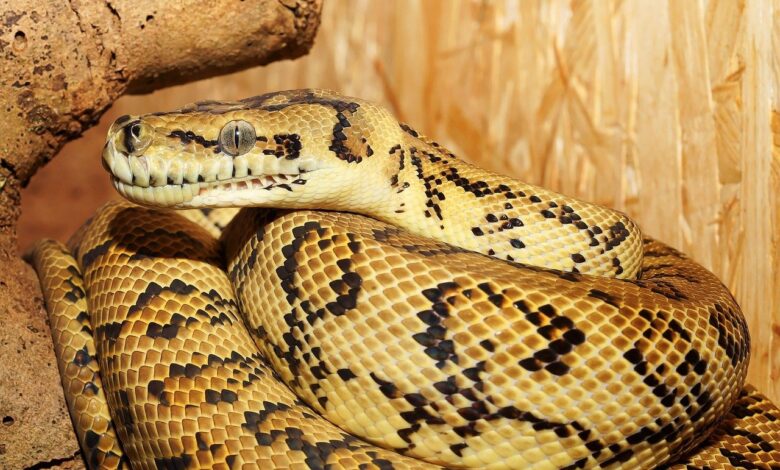 How To Use Pyscript To Create Python Web Apps How To Use Pyscript To Create Python Web Apps