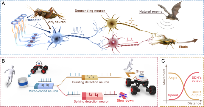 Firing feature-driven neural circuits with scalable memristive neurons for robotic obstacle avoidance Firing feature-driven neural circuits with scalable memristive neurons for robotic obstacle avoidance