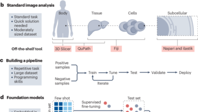 A guide to artificial intelligence for cancer researchers