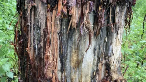 A tree that shows the signs of beaver gnawing