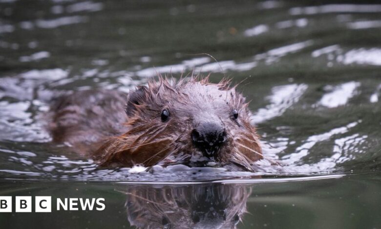 Ealing beavers: Dams, canals – and perhaps babies Ealing beavers: Dams, canals – and perhaps babies