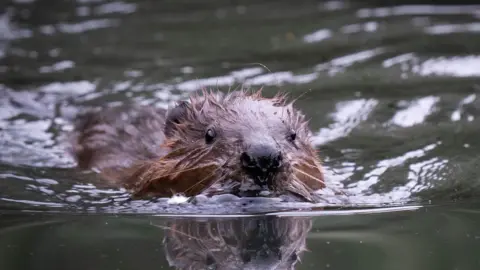 PA Ealing beaver