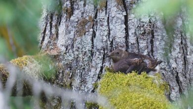 Artificial intelligence enhances monitoring of threatened marbled murrelet | News