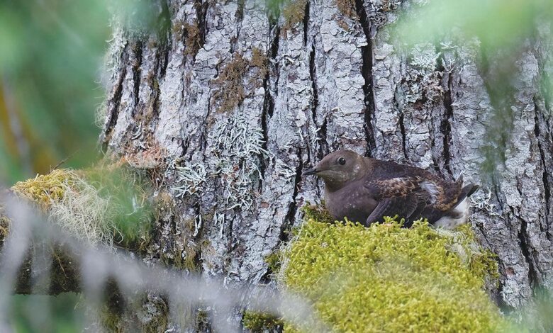 Artificial intelligence enhances monitoring of threatened marbled murrelet | News