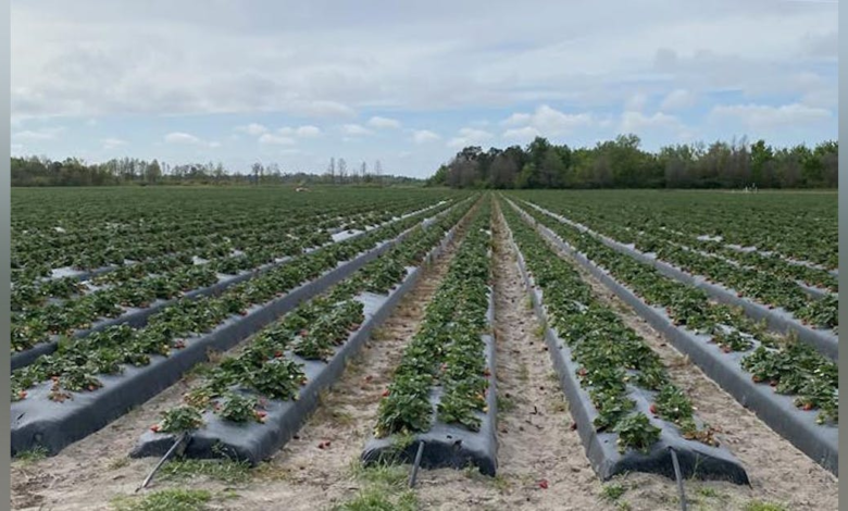 Picking Precision: Advantages of Robotics in Agriculture Picking Precision: Advantages of Robotics in Agriculture