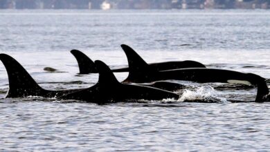 Montreal-based startup gets 0,000 to protect whales with artificial intelligence – Toronto Star