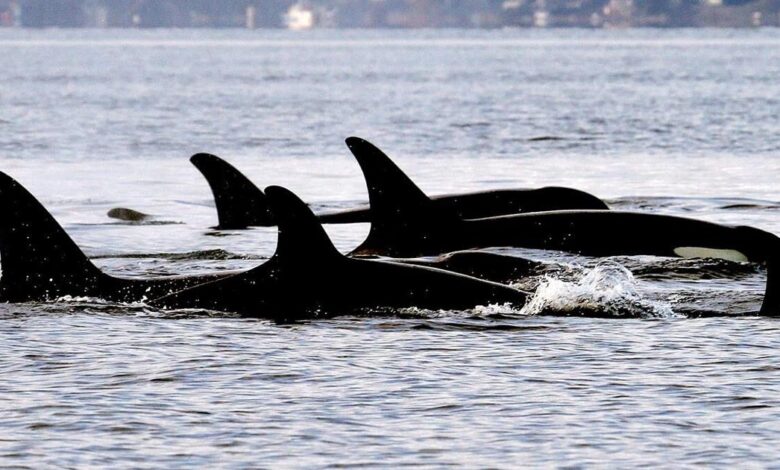 Montreal-based startup gets 0,000 to protect whales with artificial intelligence – Toronto Star