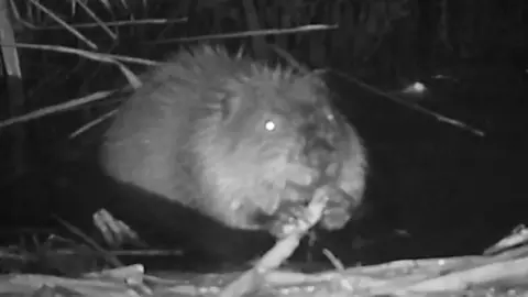 Ealing Beaver Project Beaver feeding