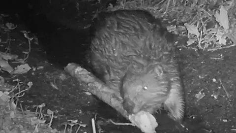 Ealing Beaver Project Stick carrying beaver