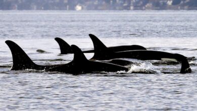 Montreal-based startup gets 0,000 to protect whales with artificial intelligence