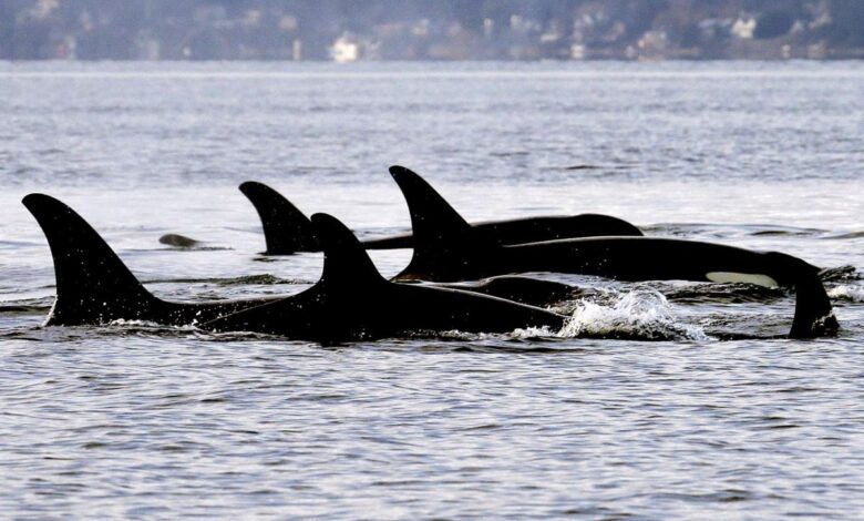Montreal-based startup gets 0,000 to protect whales with artificial intelligence Montreal-based startup gets 0,000 to protect whales with artificial intelligence