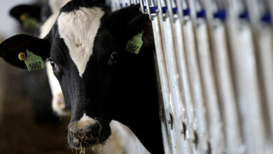 Beef Tissue from Sick Cow Tests Positive for Bird Flu Virus