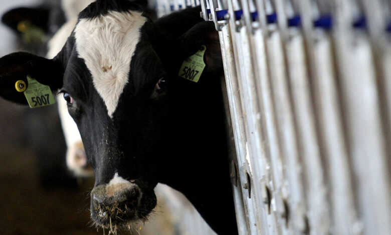 Beef Tissue from Sick Cow Tests Positive for Bird Flu Virus Beef Tissue from Sick Cow Tests Positive for Bird Flu Virus