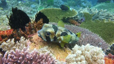 Artificial Intelligence Helps Restore the World’s Most Biodiverse Coral Reef