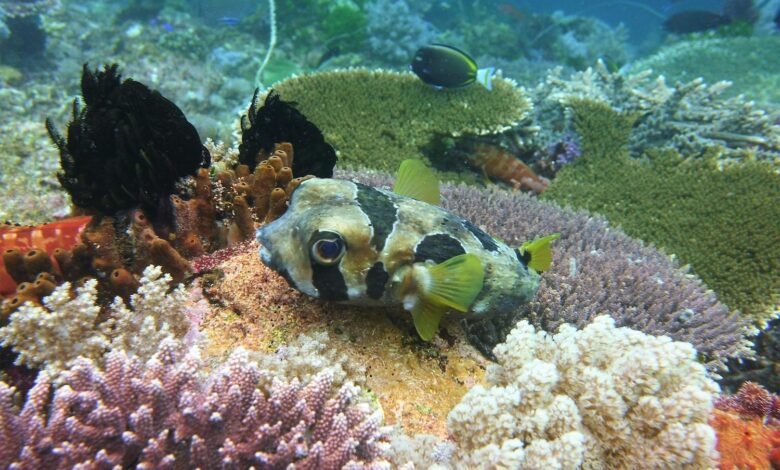 Artificial Intelligence Helps Restore the World’s Most Biodiverse Coral Reef Artificial Intelligence Helps Restore the World’s Most Biodiverse Coral Reef