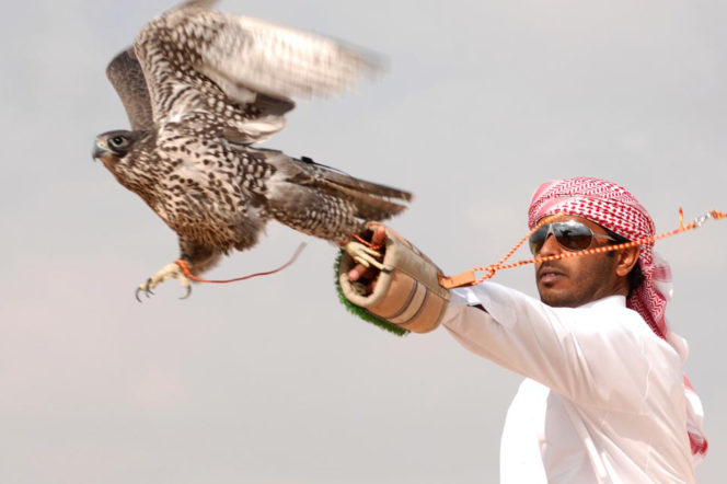The rise of the MENA fintech hawk The rise of the MENA fintech hawk