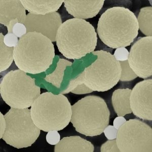 Microrobotic Swarms Tackle Microplastics and Bacteria Pollution Microrobotic Swarms Tackle Microplastics and Bacteria Pollution