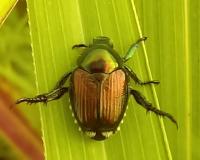 College entrepreneurs develop solution to control Japanese beetles