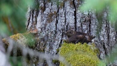 AI takes wing: Artificial intelligence enhances monitoring of threatened marbled murrelet