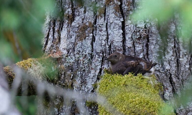 AI takes wing: Artificial intelligence enhances monitoring of threatened marbled murrelet AI takes wing: Artificial intelligence enhances monitoring of threatened marbled murrelet