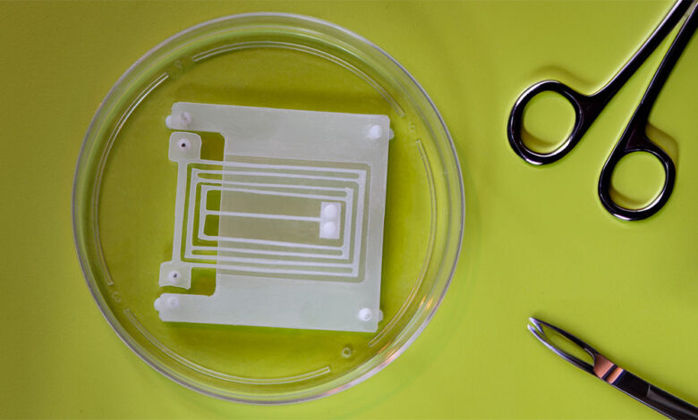Future biohybrid robots to be powered by living muscle tissue Future biohybrid robots to be powered by living muscle tissue