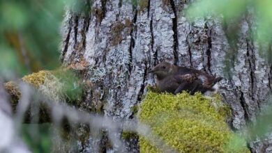 Artificial Intelligence Enhances Monitoring Of Threatened Marbled Murrelet – Eurasia Review